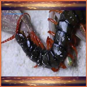 Epic Battle Mantis Vs Scolopendra And | Snake Doctor | Facebook