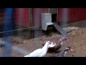 Mink Caught Trying to Kill Chickens!