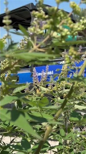 🐝💜 Sweet Bumblebee Visiting Our Vitex | Backyard Buddy | TX USDA Garden Zone 9A 💜🐝