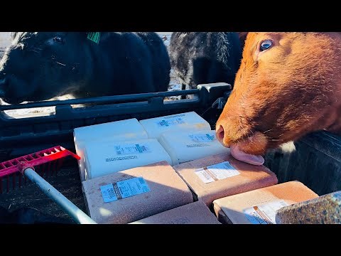 Ensuring Healthy Livestock: Salt and Mineral Routine on the Ranch