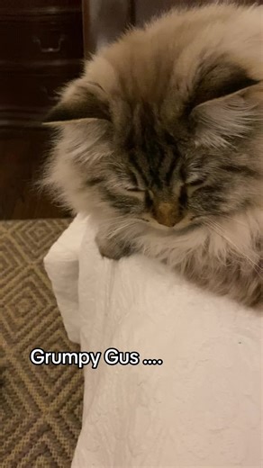 Understanding Ragdoll Cat Behavior: Insights and Tips