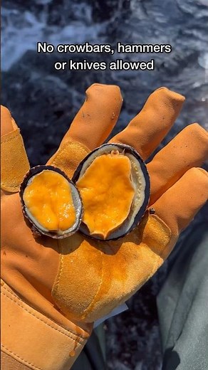 Limpet Catch And Cook