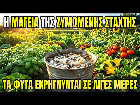 Αυτό Το Κόλπο Με Ζυμωμένη Στάχτη Ξύλου Κάνει Τα Φυτά Να Μεγαλώνουν Απίστευτα Γρήγορα!