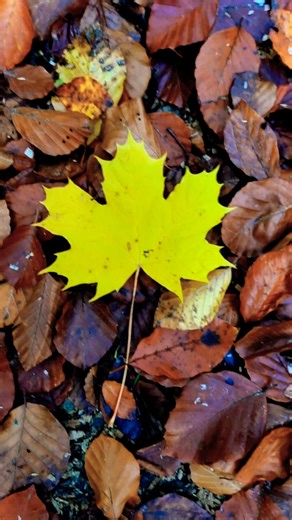 Colorful Autumn Leaves | Relaxing Nature Aesthetics 4K#shorts