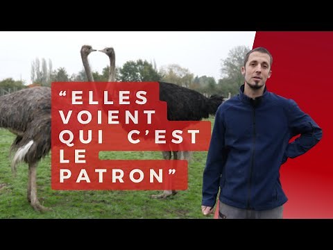 Comment élever des autruches?