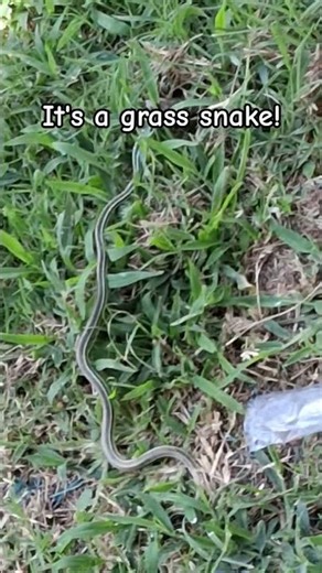 Grass Snake #grass_ribbonsnake #grasssnake #lifescience2026 #lookatsnake #nonvenomoussnake #ingrass