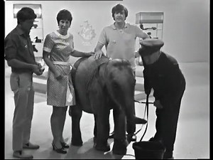 On This Day 1969 📺 'Blue Peter' You’ve heard of Nelly the Elephant joining the circus, right? Well Lulu the Elephant created her own circus when she visited the Blue Peter studio. It all went pear-shaped when the youngster completely lost studio discipline as a rehearsed drink of water triggers a downward geyser of pee which melted the floor paint and made it like an ice rink. As John Noakes tried to stick to the script, feeding her buns (which only seems to accelerate the digestive process) an