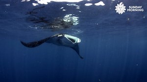 We leave you this Sunday morning under the sea in Quintana Roo, Mexico, where the Manta rays are enjoying breakfast. Videographer: Mauricio Handler. cbsn.ws/1896 | CBS Sunday Morning