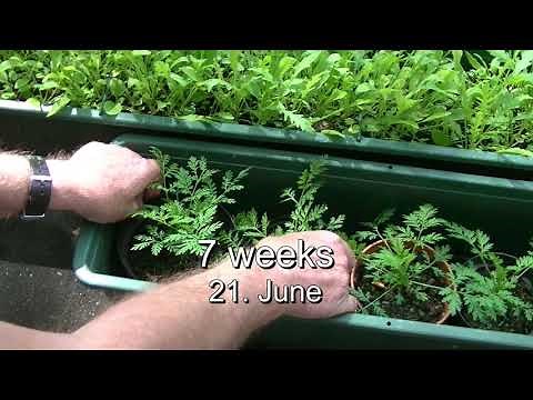 Artemisia annua (Sweet wormwood) – from sowing to harvest a life-saving plant