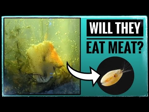 I Fed Bacon to My Seed Shrimp (Ostracod Experiment!)