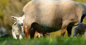 1.8K views · 43 reactions | Able to capture images with wider dynamic range and lower noise, the launch of the Canon EOS C300 Mark III will be a game-changer for filmmaking and broadcast professionals. Watch as Ollie Kenchington from Korro Films gives a first look at footage from the latest camera in our Cinema EOS range. | Canon UK | Facebook