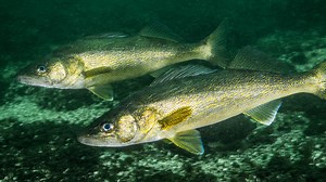 What to know about the 2023 Minnesota fishing opener