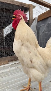 Cook-a-Doodle-Doo! 🐓 A cloudy evening moment #rooster #roostercrow #backyardchickens #fypシ | My lovely Animals