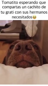 ¿Quieres ayudar tú también? Hazlo en www.clubwuf.pe 🐶💙. Súmate al movimiento y creemos un mundo mejor para todos los perros 🌎🐾. | WUF