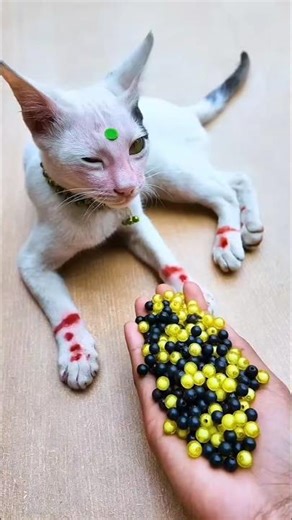 Reverse Beads & Cat ASMR 🌈🐱 | Colorful Satisfying Moments #shortvideo #relaxing