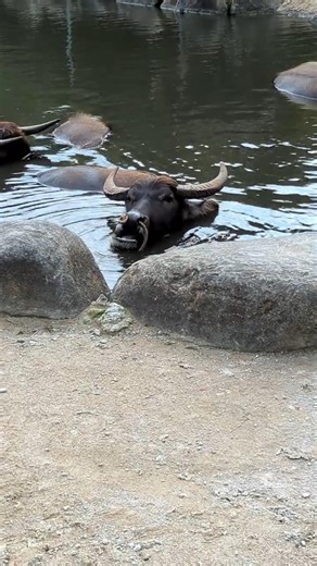 How long can you dip your face in the water? [Yubu Island] Diving water buffalo #yaeyama #shorts ...