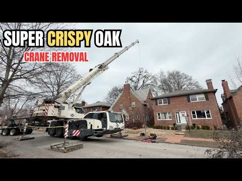 Giant Crispy Oak Crane Removal