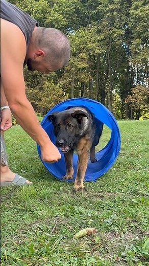 Agility training with german shepherd Billy Bob 🤩 #billybob #germanshepherd #petshub #pet #dog