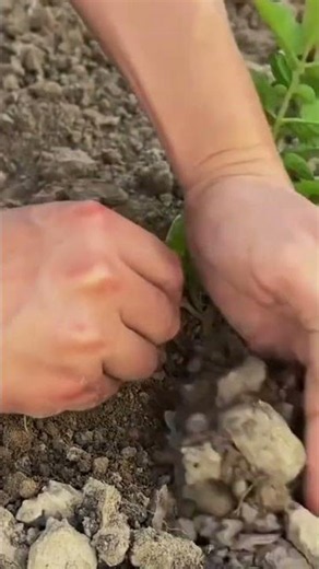 Technique for an abundant tomato harvest #smartfarming #gardening