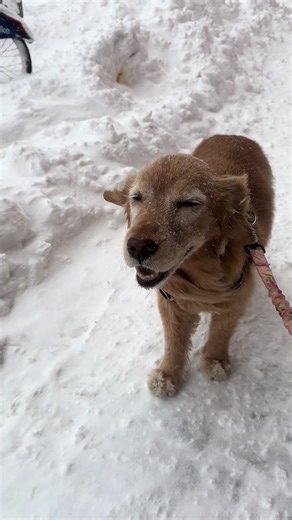 The snow princess got to enjoy one last blizzard 🌨️ 🥹❄️ | blizzard snow