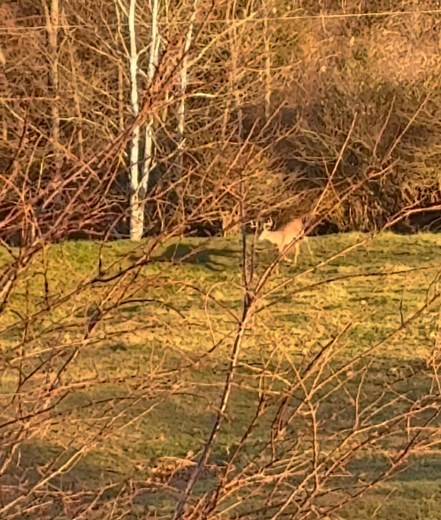 The big, six point buck from last week in the snow has returned. Deer are creatures of habit. Luckily it ran away from traffic. | Josh Fitzpatrick