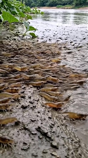 Wow! Amazing Polo Fishing Videos ! Best Big Fish Catching ! Primitive Technique fishing #fish #india