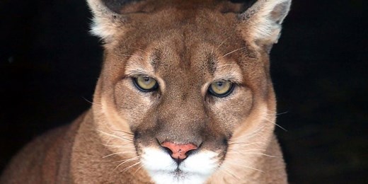 Debate over possible big cat sightings in Ga.