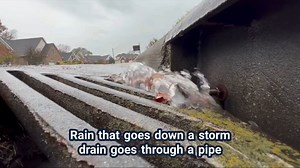 A tale of two systems: Charlotte’s storm drainage system is completely separate from the household wastewater system. Storm drainage pipes carry rainwater straight to our creeks and lakes! Stormwater is not cleaned at a wastewater treatment facility. That’s why it is so important to make sure only rain goes into storm drains! | Charlotte-Mecklenburg Storm Water Services