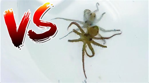 Octopus Showdown: Unboxing Goes Wrong