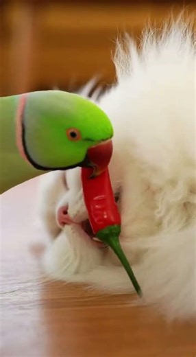 Sleeping Cat Prank 😂 Parrot Puts Red Chili in Cat’s Mouth | Funniest Pet Moment 🐦🐱 #funny