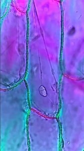 🔬Microscopic Movement! Onion Cells are ALIVE with Motion 🤯