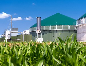 Mais vor dem Aus: Was kommt zukünftig in die Biogasanlage?