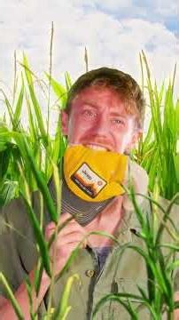 We call this corn-temporary art. 🌽