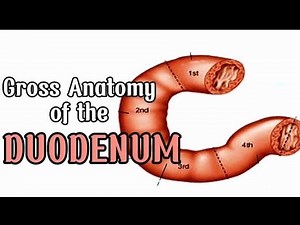 Gross Anatomy of the Duodenum | Easy Medical Tutorial
