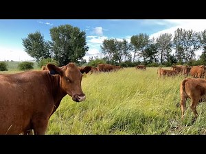 Red Angus Cows With Calves And Clean Up Bull