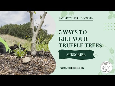 5 Ways To Kill Your Truffle Trees