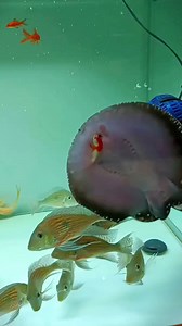 Happy tummy again si Stingray 🐠 #freshwaterstingray #aquafranz #stingray #khbytank #fishfeeding #HappyFishKeeping | AquaFranz