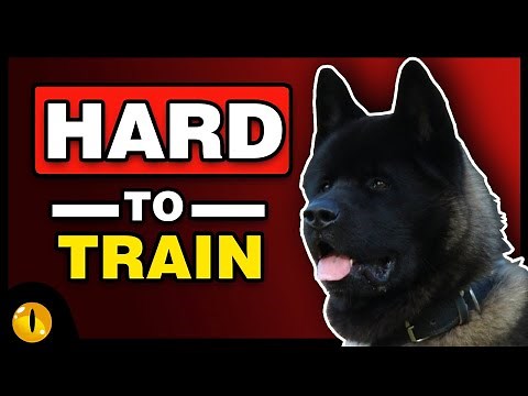 These are 10 Extremely Hard to Train Dog Breeds