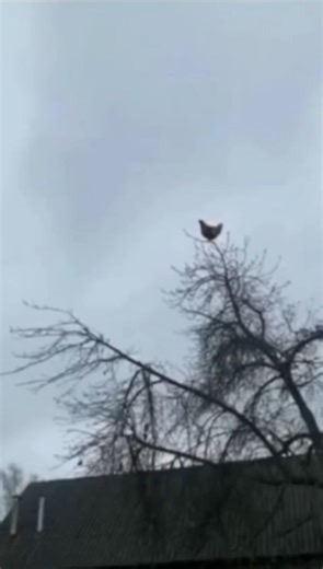 Ranking Funniest Chicken Screaming 😂😂