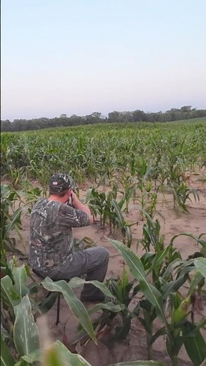 Corn field coyotes! #mfk #foxpro #hunting #wildlife #coyote #nature #animals