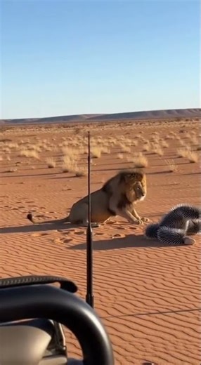 Spiked Armor vs. 1 Lion: Can This Man Survive the Attack?