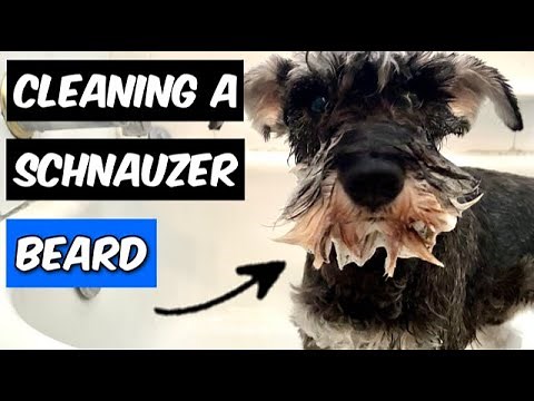 Schnauzer Grooming: Cleaning My Dog's DIRTY Beard