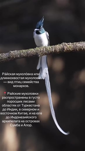 Gloxinia UK on TikTok