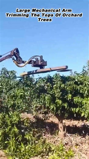 Large Mechanical Arm Trimming The Tops Of Orchard Trees
