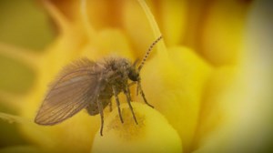 The Enticing Trap of the Wild Arum Plant | Britannica