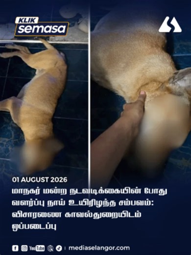 MBDK hands over dog death incident probe to police விரிவான செய்திக்கு இந்த இணைப்பை கிளிக் செய்யவும்: https://mediaselangor.com/ta/2026/08/387528 Selangor Indru Tamil Portal https://selangorkini.my/ta/te #latest #mediaselangorta #mediaselangor #Selangor #MBDK #hands #over #dog #death #incident #probe #police #trendingmalaysia #malaysiatamilnews #selangortamilnews #fyp #foryoupage
