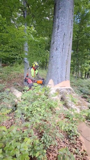 Bukový gigant ide k zemi! 🌳 Massive Beech Felling | Stihl MS 400.1 C-M #amles #stihl #felling