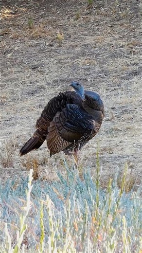 Wild Turkey🦃Penny-wise Poultry #wildturkey
