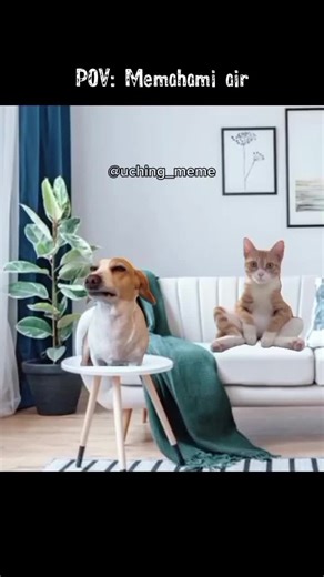 Kucing Lucu dan Meme Menghibur