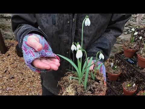All about Snowdrops